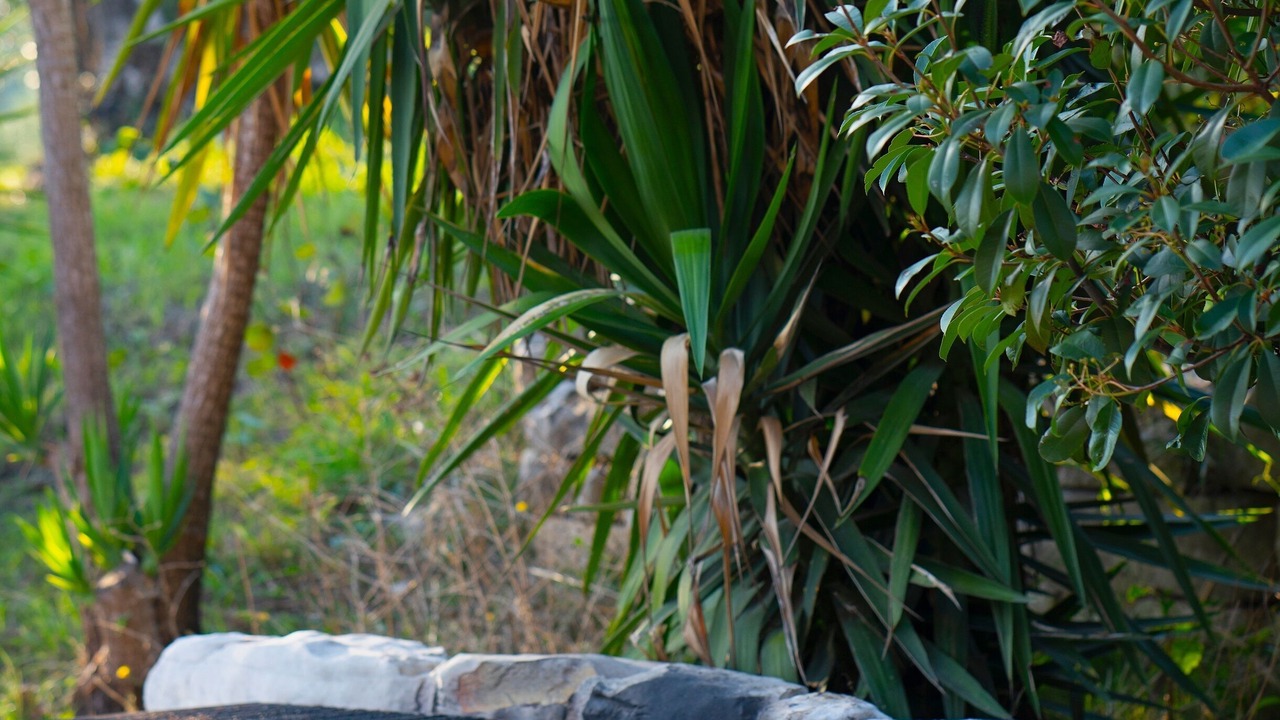 Photo of Outdoor in Petaleia