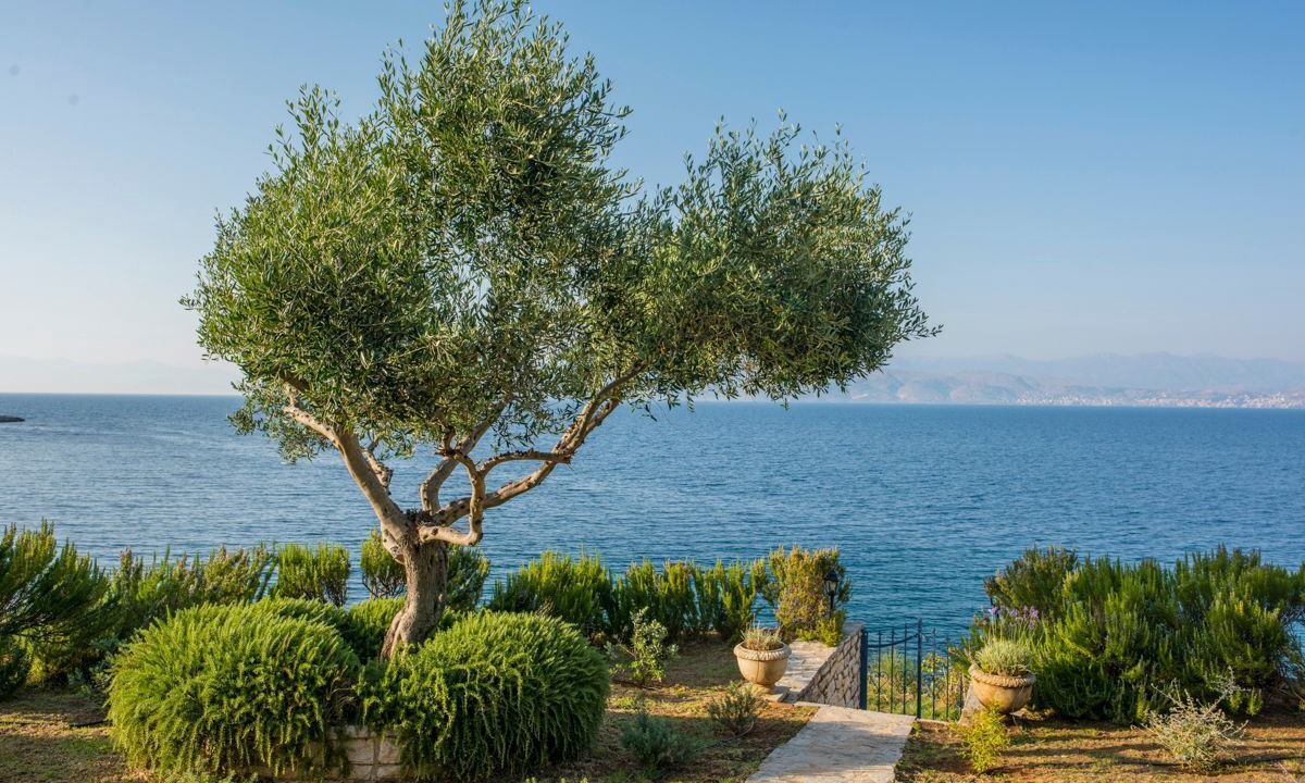 Photo of Others in Kassiopi