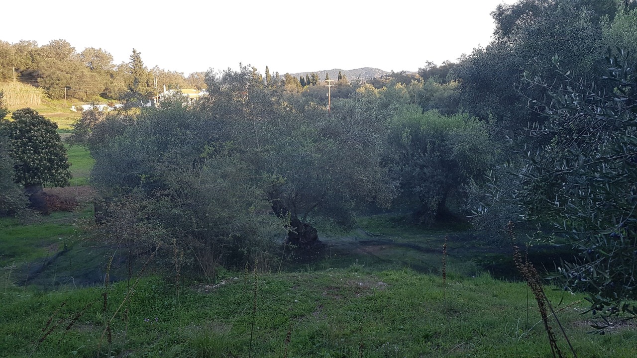 Photo of Outdoor in Parelia