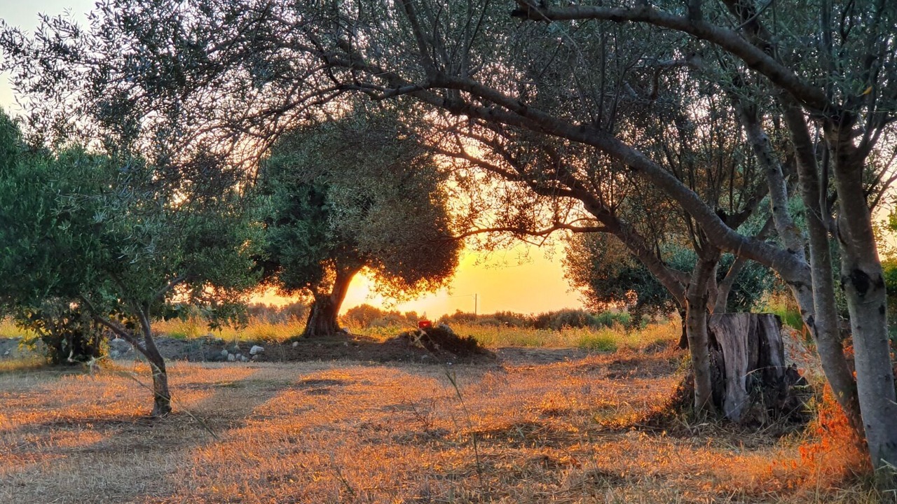 Photo of Others in Kaligata