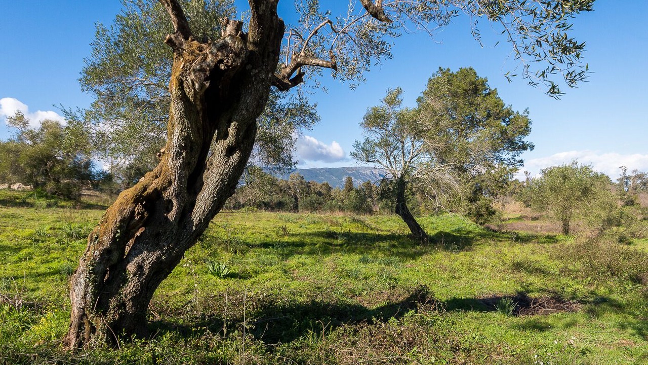 Photo of Outdoor in Limni