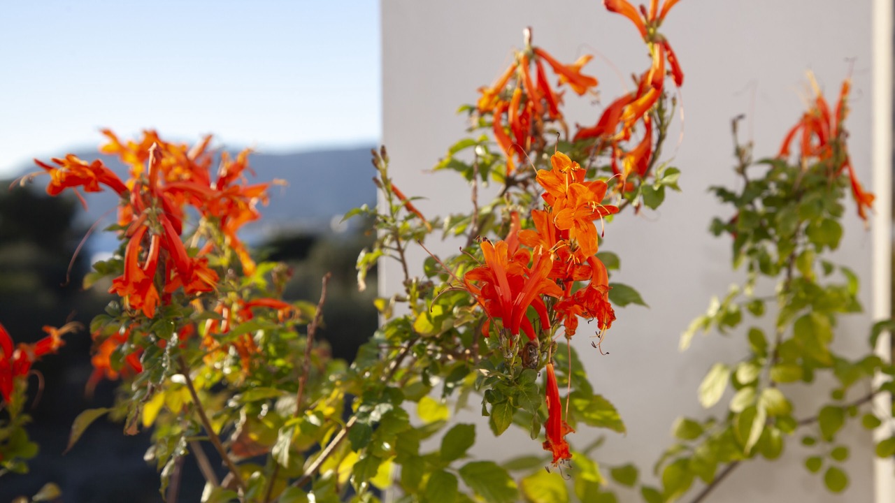 Photo of Others in Pefkos