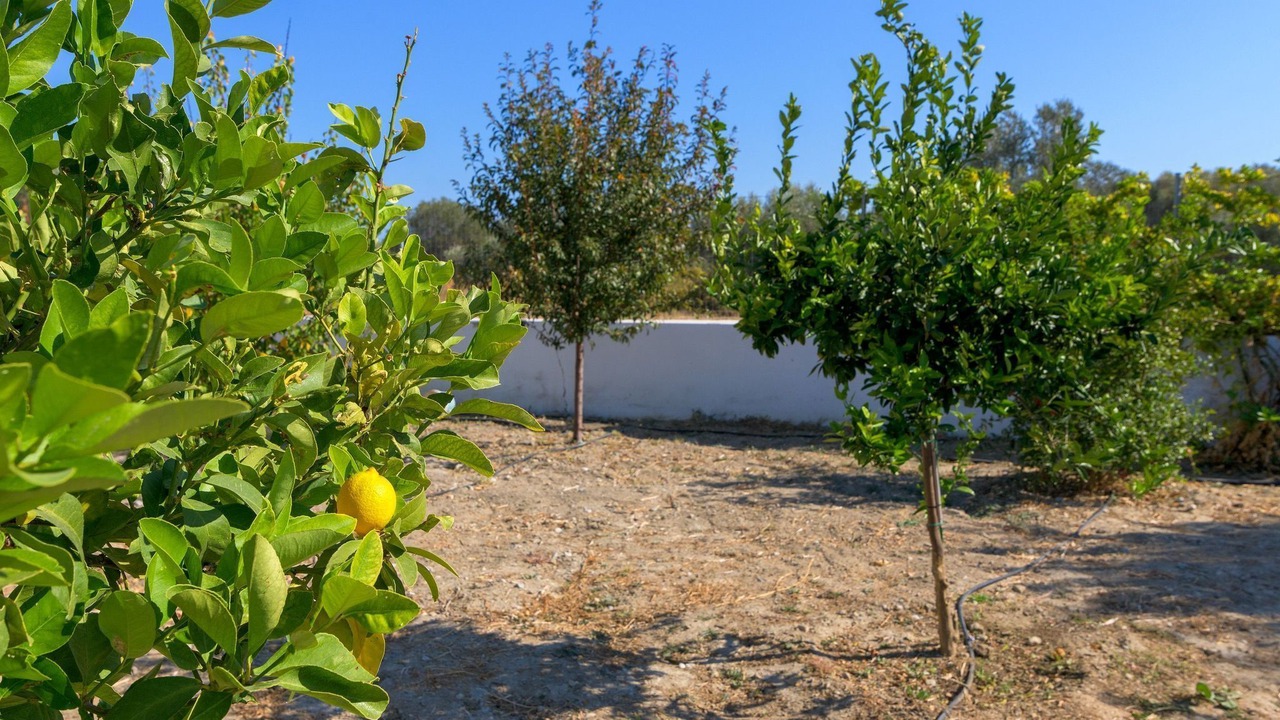 Photo of Others in Archangelos