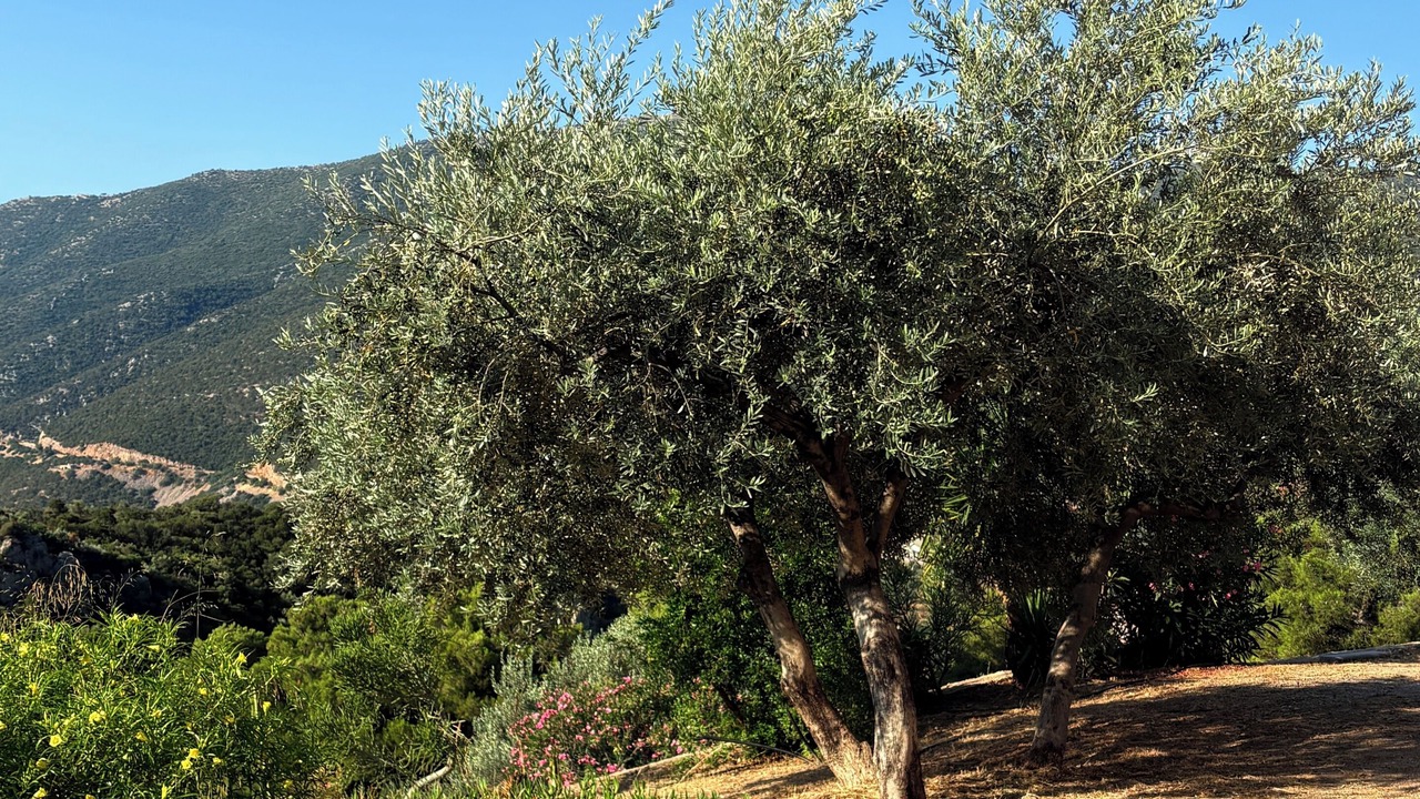Photo of Outdoor in Melissopetra