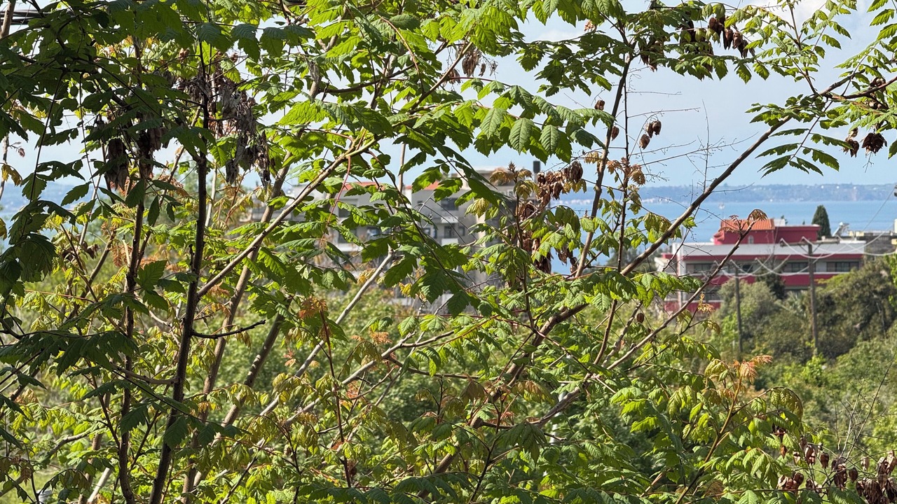 Photo of Others in Kalamaria