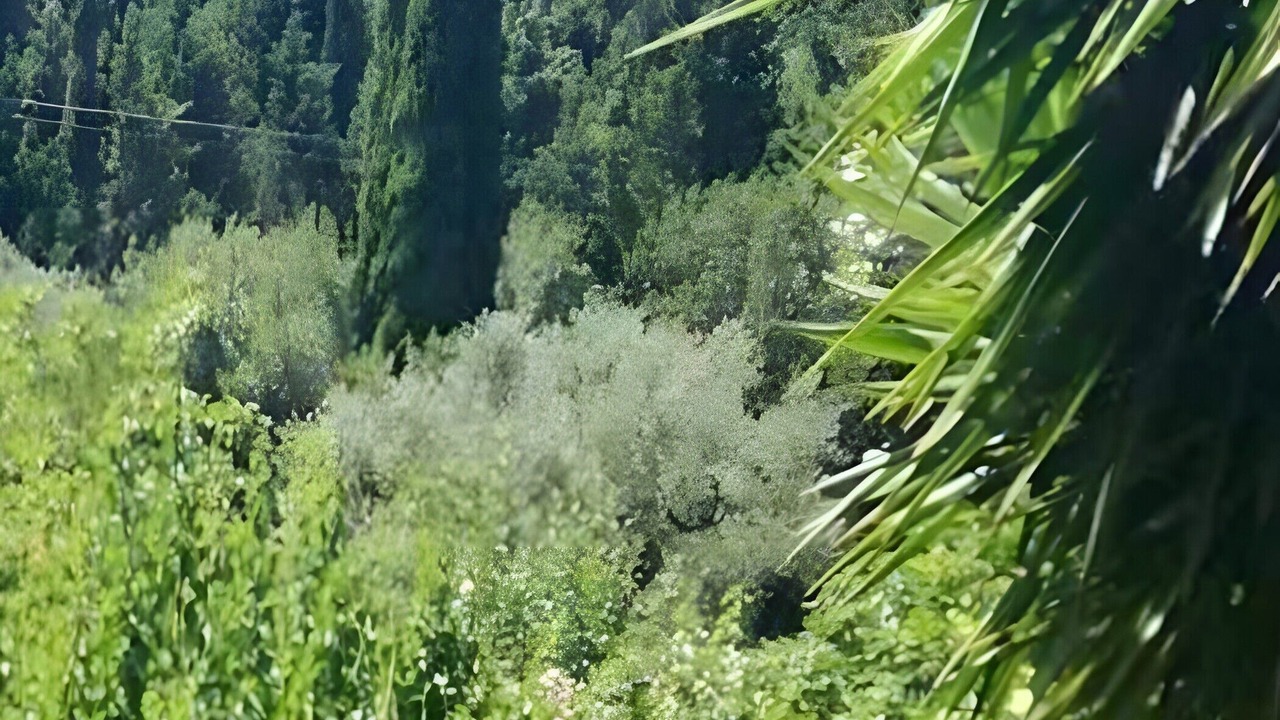 Photo of Others in Platrithias