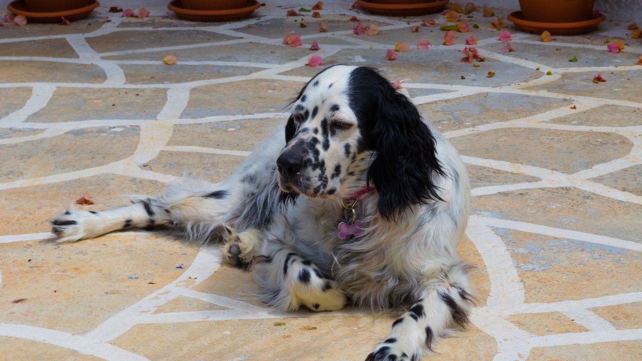 Photo of Outdoor in Aegina Town
