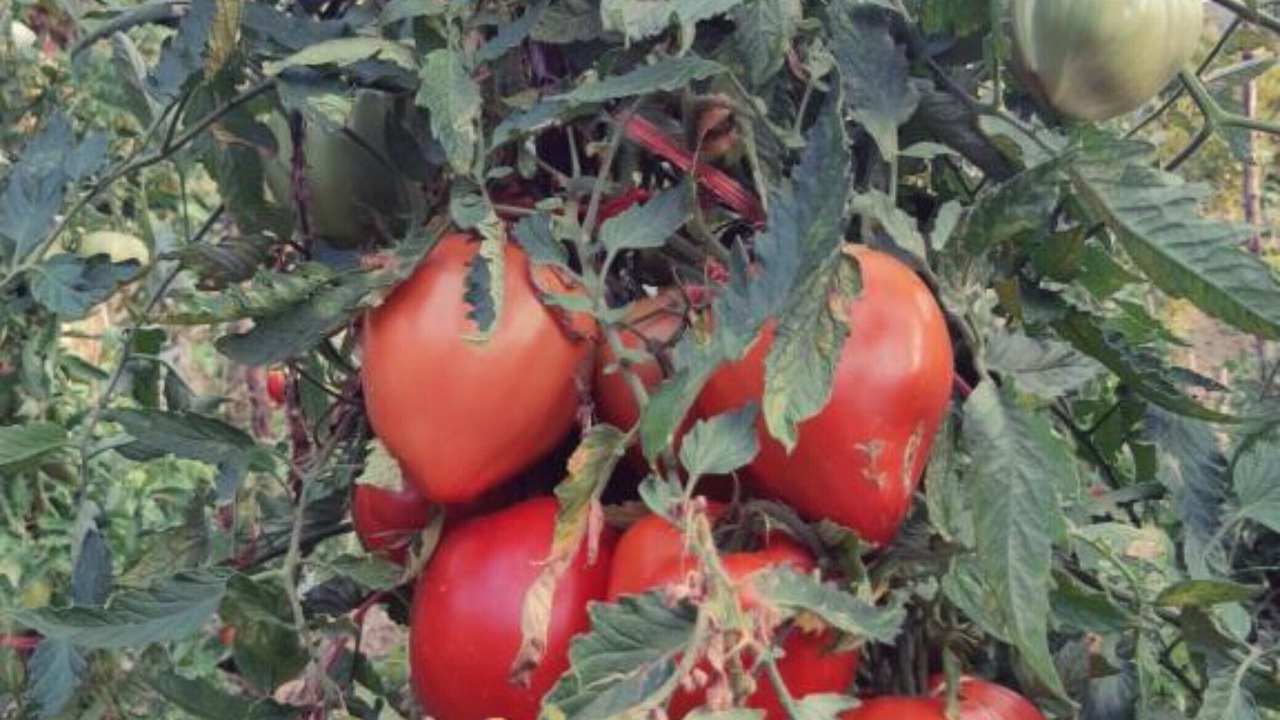 Photo of Outdoor in Limljani