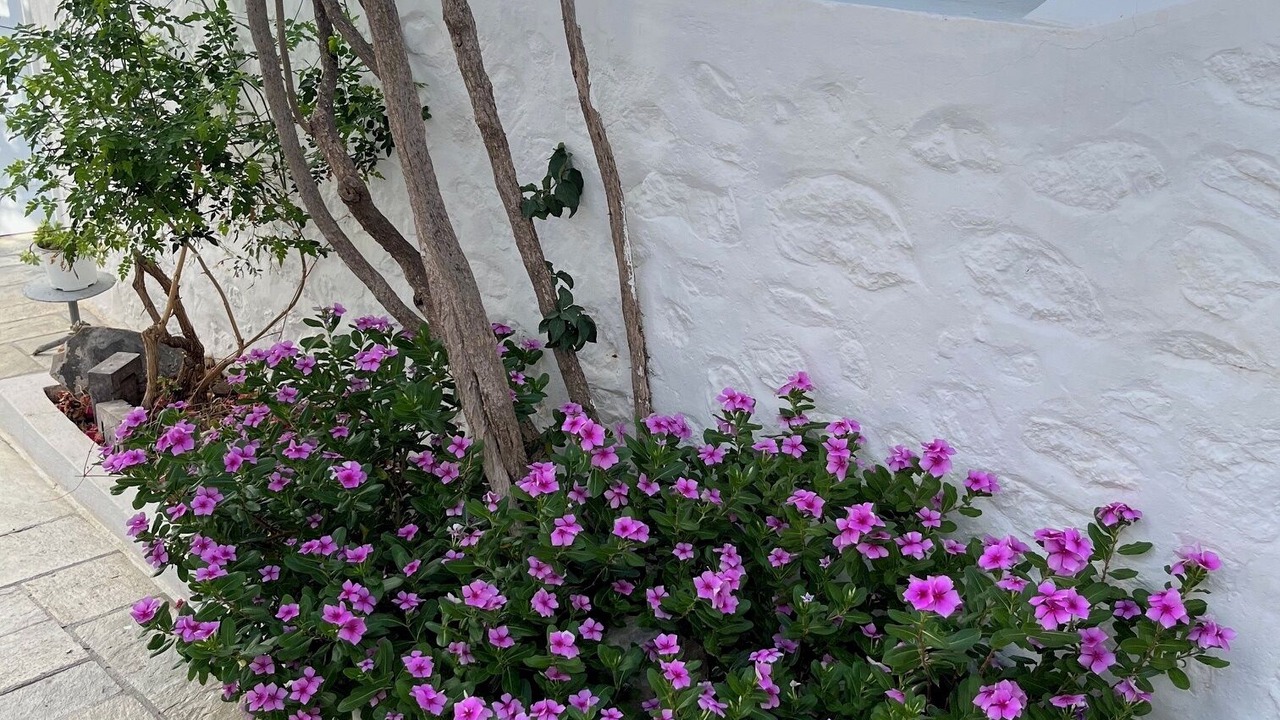Photo of Outdoor in idhra