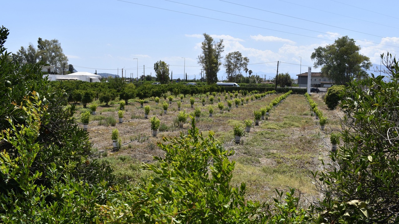Photo of Outdoor in Kourtakion