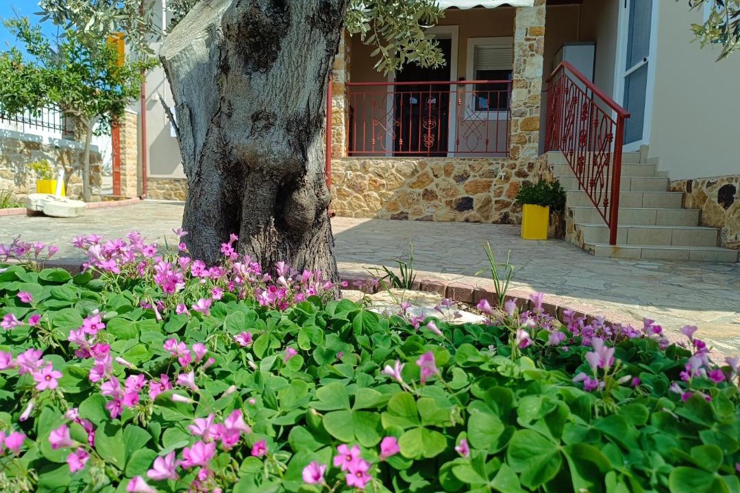 Photo of Others in Avdira