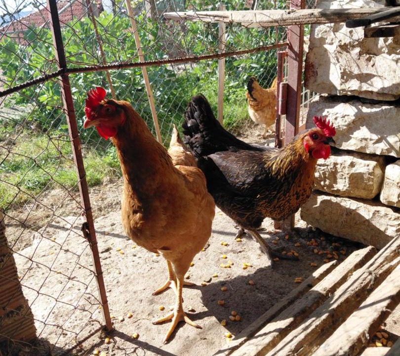 Photo of Others in Mesopotam