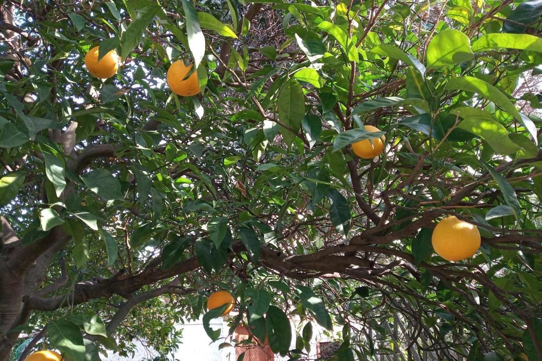 Photo of Others in Poros
