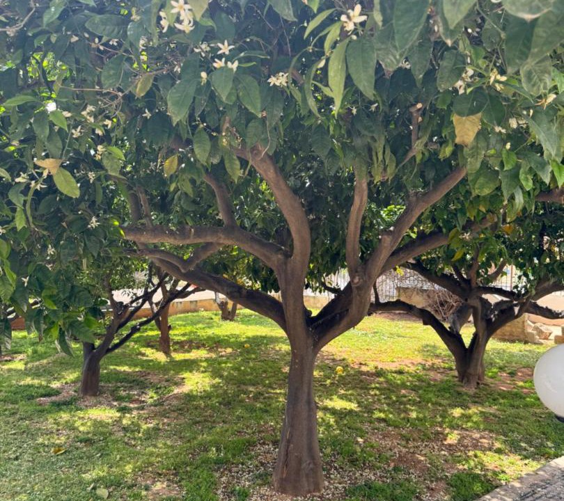 Photo of Outdoor in Anavyssos
