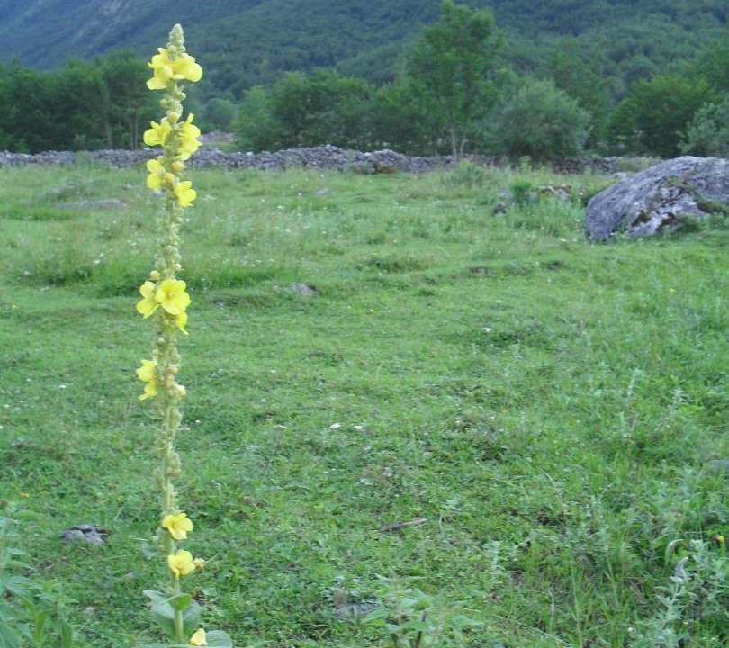 Photo of Others in Vusanje