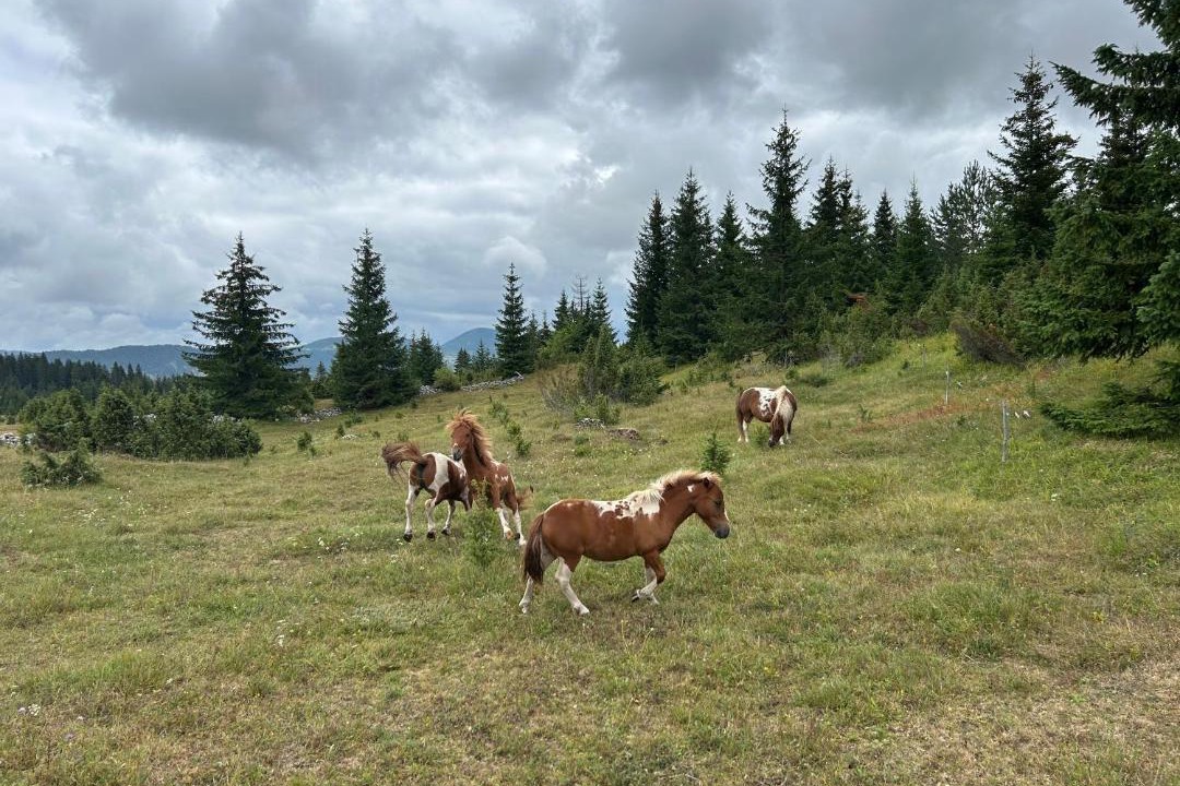 Photo of Others in Zabljak
