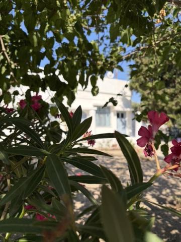 Photo of Others in Leros