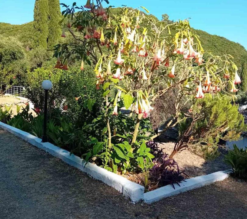 Photo of Others in Paleokastritsa
