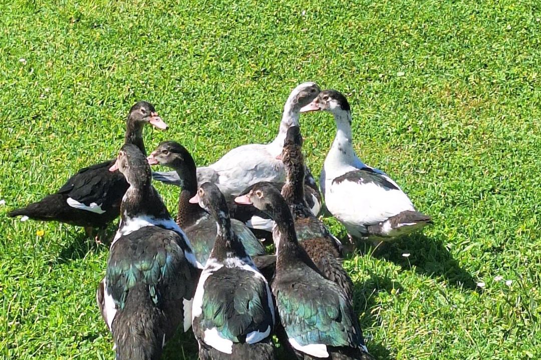 Photo of Others in Karuc