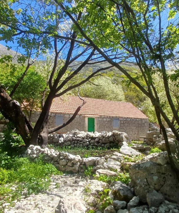 Photo of Others in Kotor