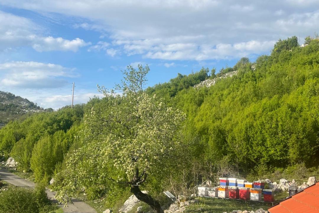 Photo of Others in Cetinje Municipality