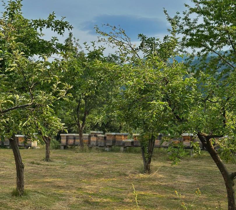 Photo of Others in Savnik