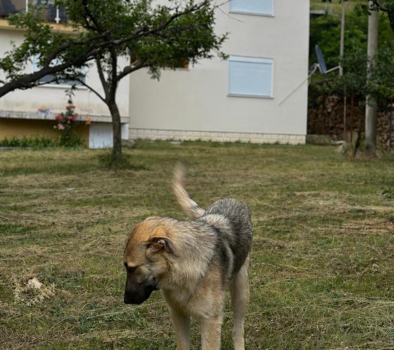 Photo of Others in Savnik