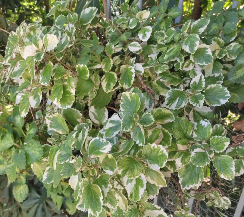 Photo of Outdoor in Muo
