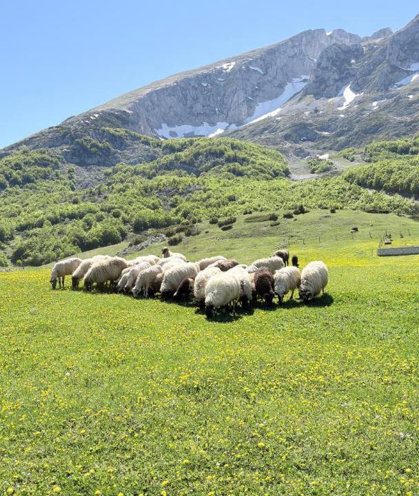 Photo of Others in Virak
