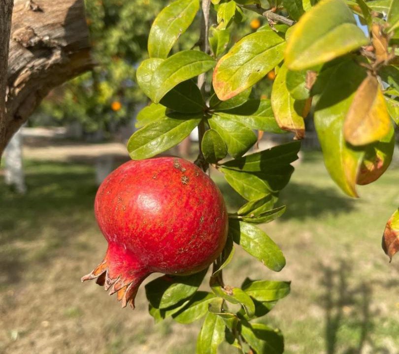 Photo of Others in Velon