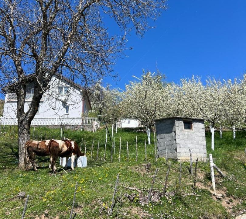Photo of Others in Montenegro