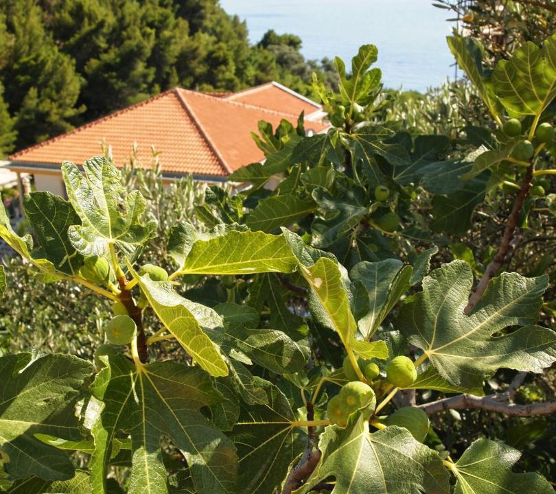 Photo of Others in Sveti Stefan