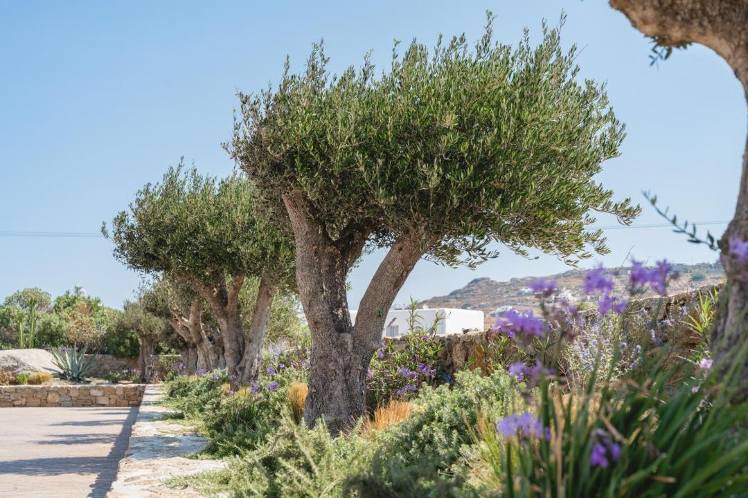 Photo of Outdoor in Mykonos