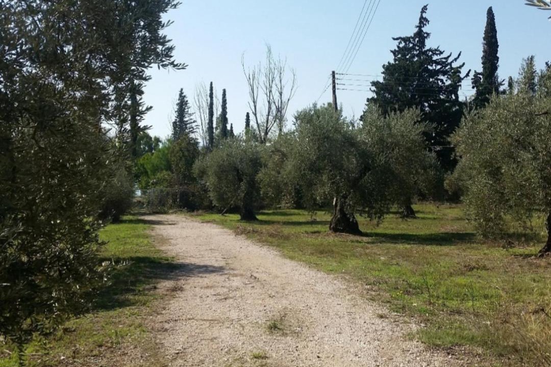 Photo of Others in Stylida