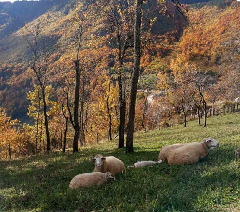 Photo of Others in Montenegro