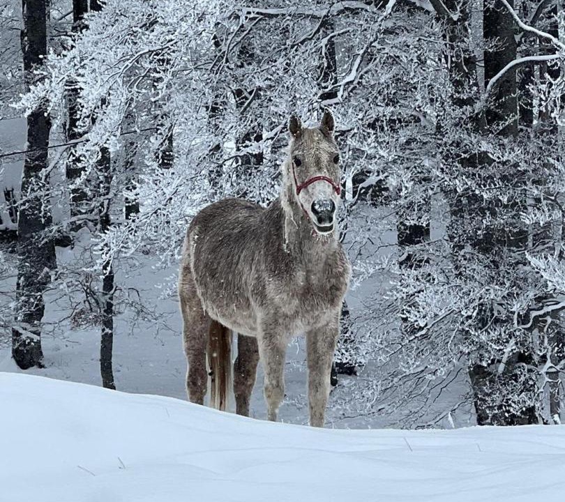 Photo of Others in Zabljak