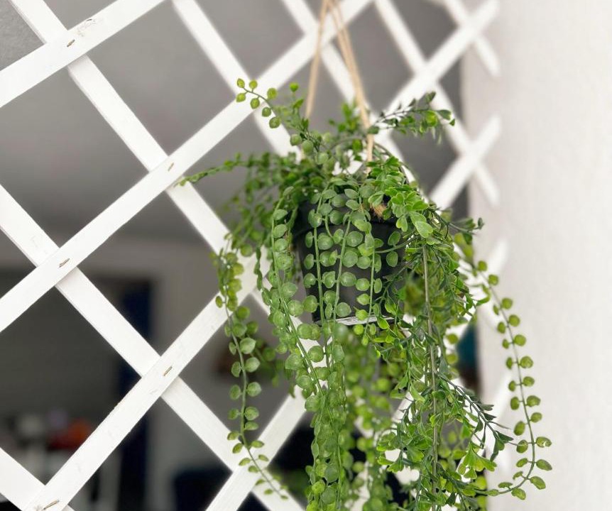 Photo of Patio Balcony in Susanj