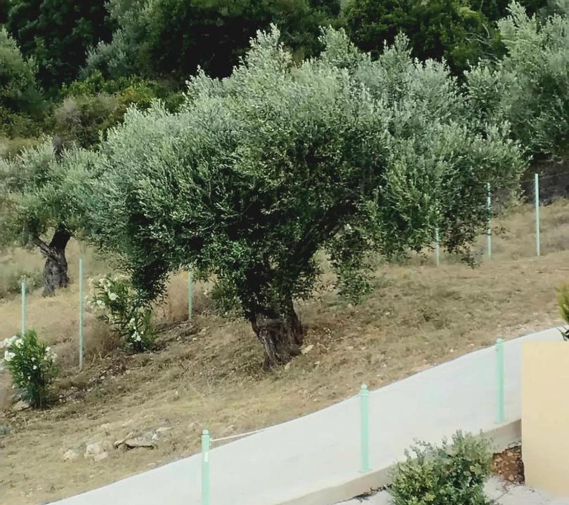Photo of Others in Stavros
