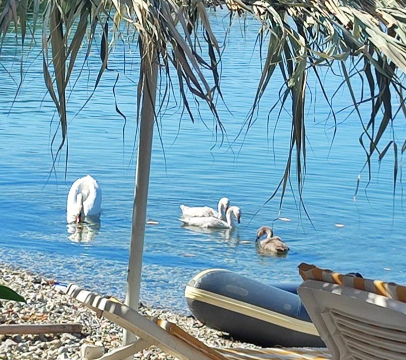 Photo of Others in Pogradec