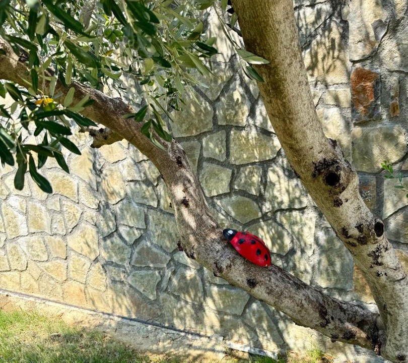 Photo of Others in Sakës