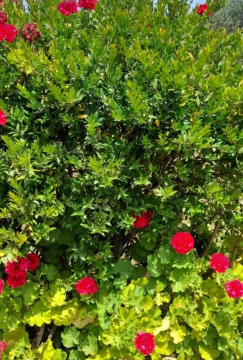 Photo of Outdoor in Ano Vasilikos