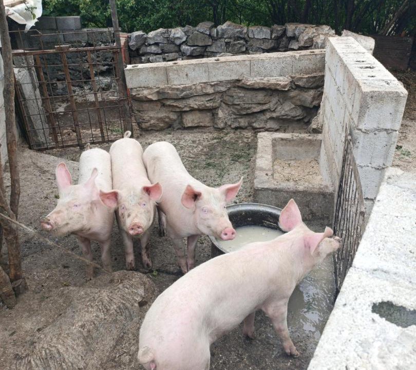 Photo of Others in Karuc