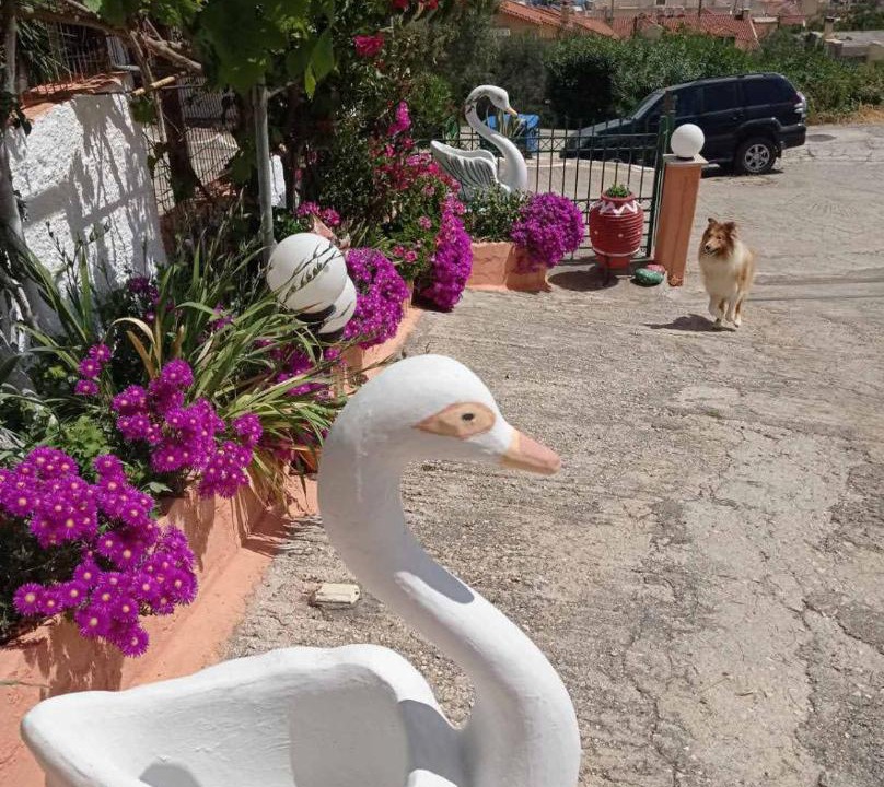 Photo of Others in Argostoli Town