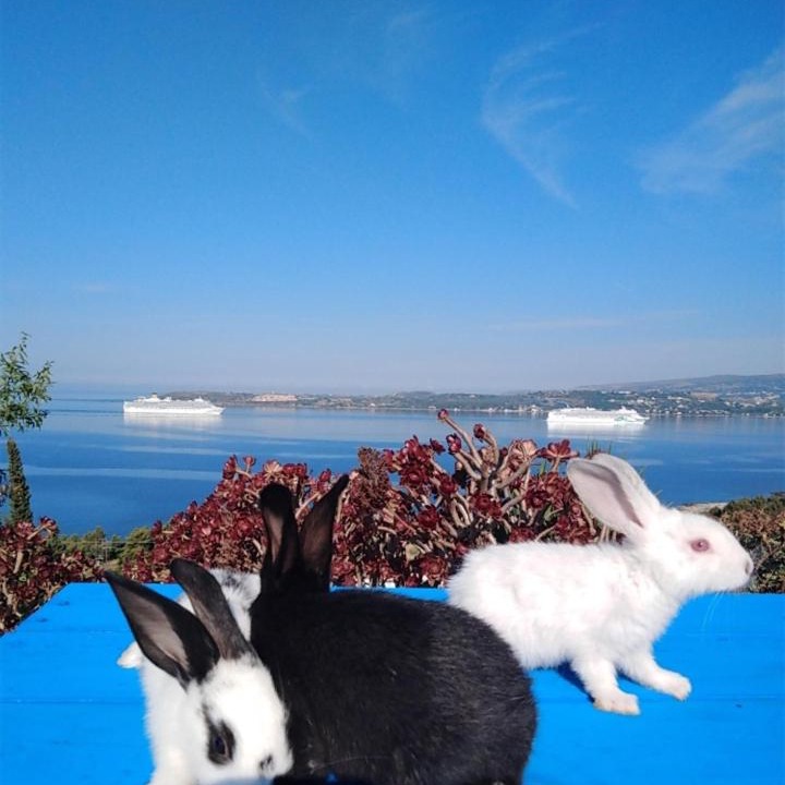Photo of Others in Argostoli Town
