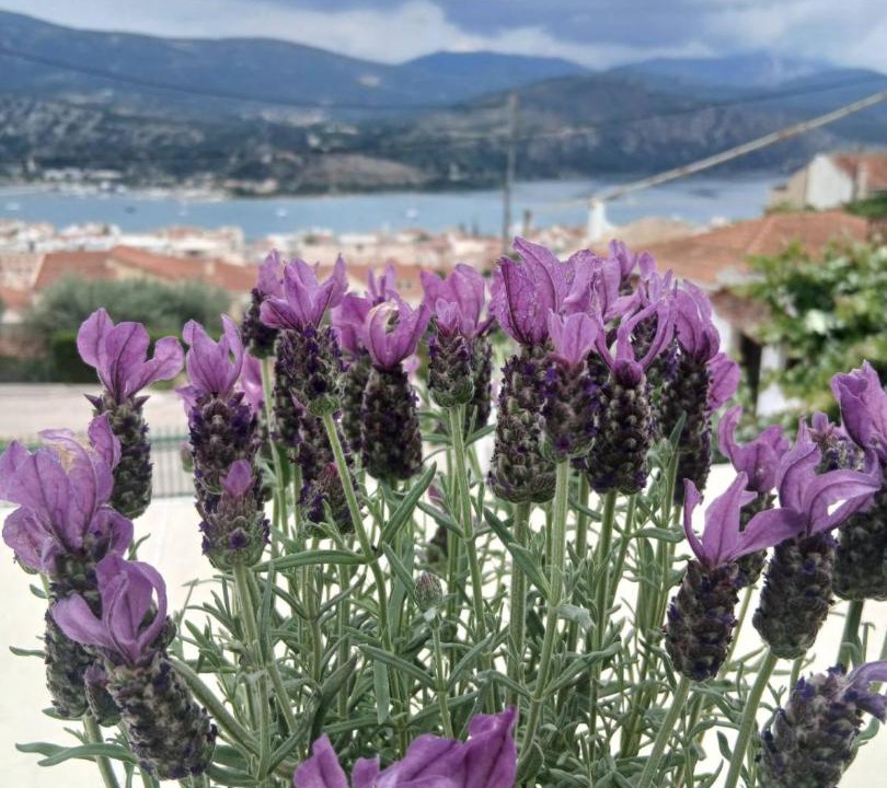 Photo of Others in Argostoli Town