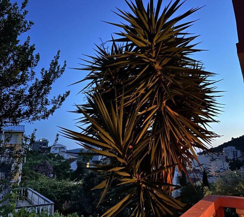 Photo of Others in Becici