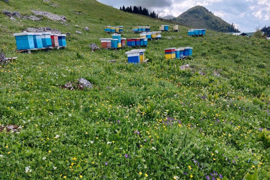 Photo of Others in Montenegro