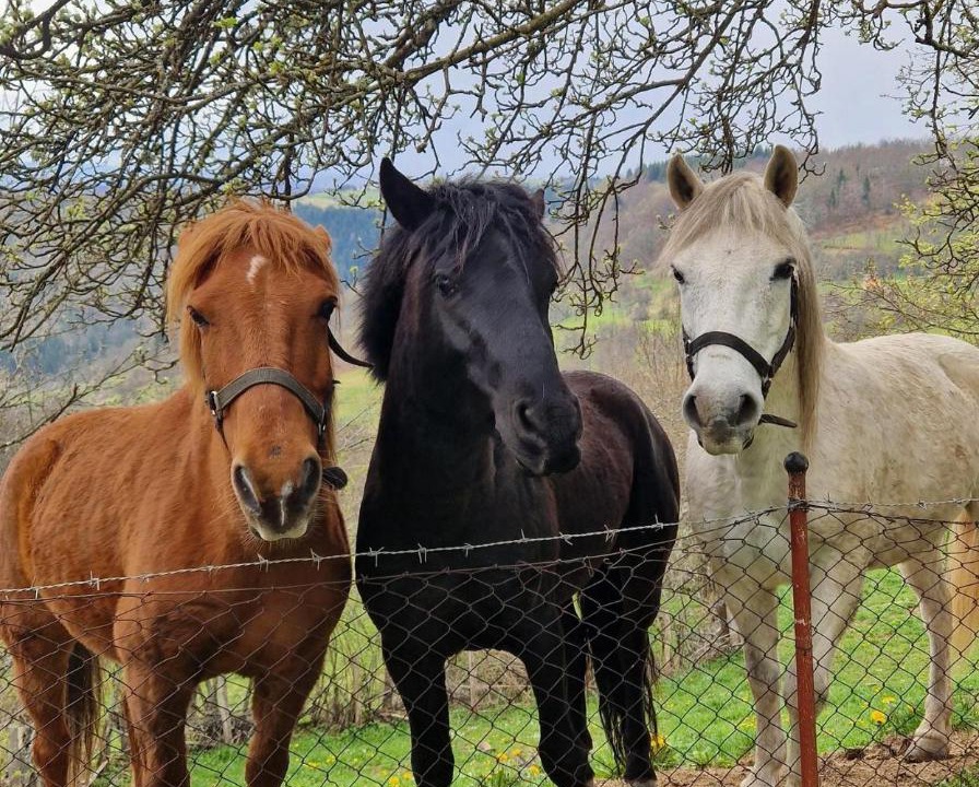 Photo of Others in Ninkovici