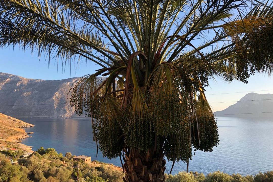 Photo of Others in Kalymnos