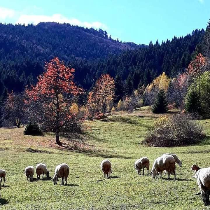 Photo of Others in Montenegro